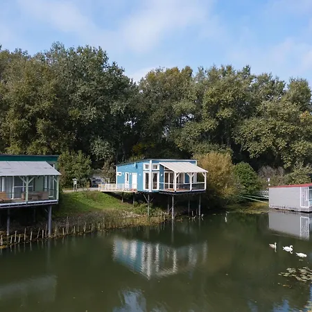 Betti Coeloephaz Tiszaorveny